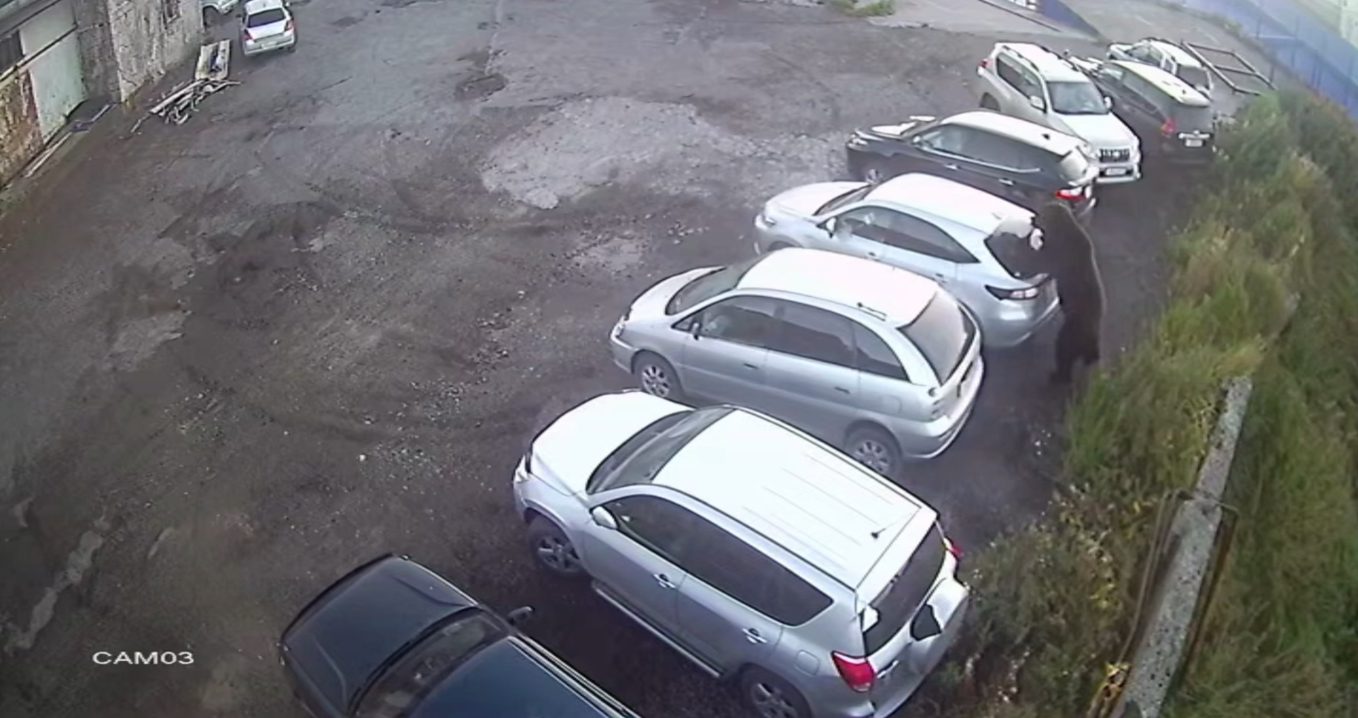 0f925bcda659149626c70c3e32789434 Медвежий террор: почему на Камчатке агрессивные хищники чаще стали нападать на людей